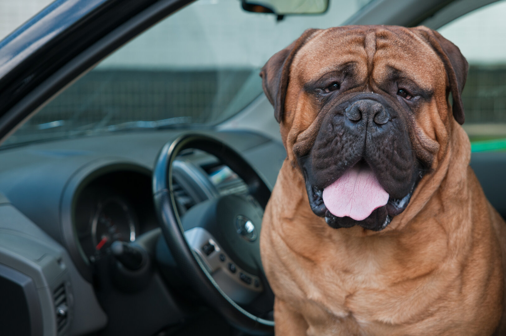Nicht nur Menschen leiden unter den hohen Temperaturen, auch für Tiere und die Umwelt stellen sie eine große Belastung und Gefahr dar. Foto: Bigstock